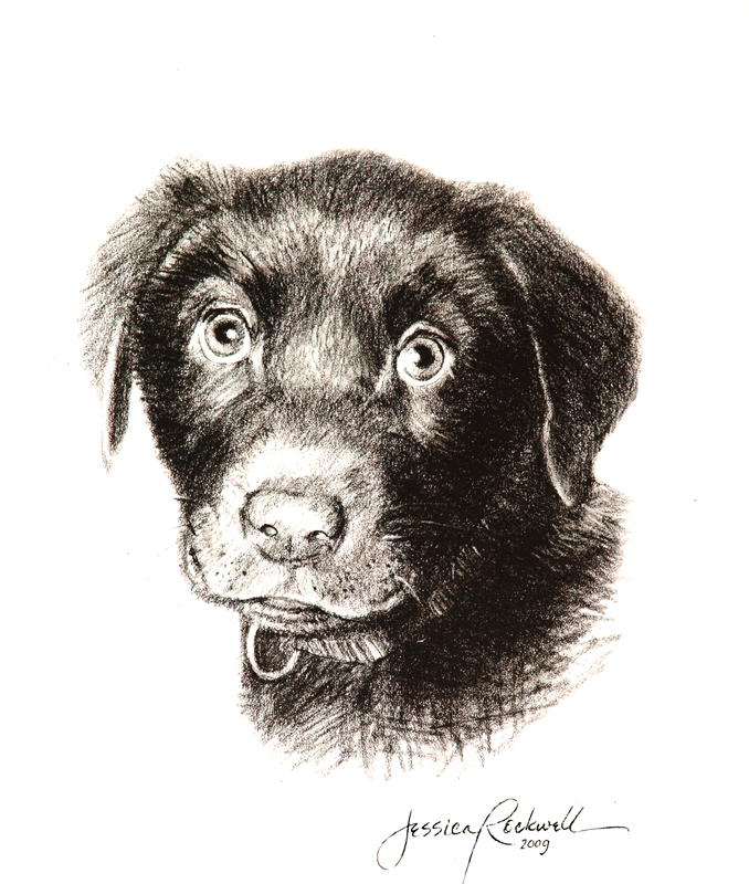 Charcoal Drawing of a Realistic Puppy · Creative Fabrica